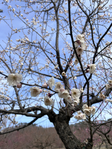’24 梅林 開花情報（3月29日)