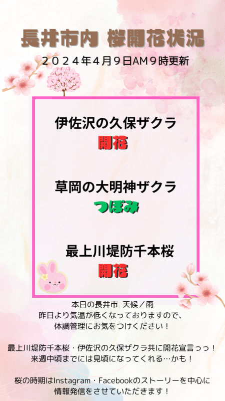 ’24  長井市内の桜開花情報（4月9日)