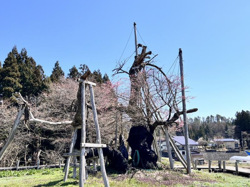 ’24 長井市内の桜開花情報（4月10日)