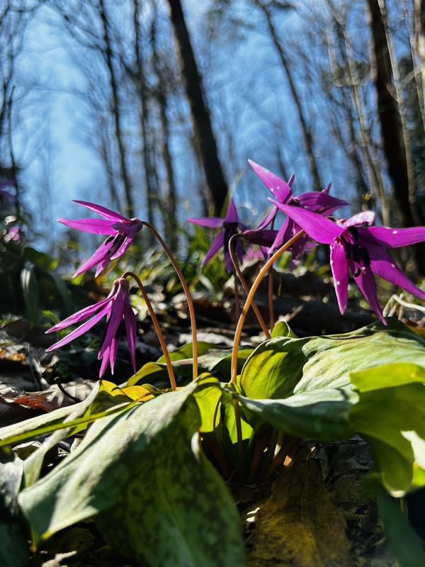 古代の丘「カタクリの花」の様子（4月11日）