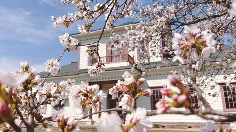 ’24 長井市内の桜開花情報（4月13日)