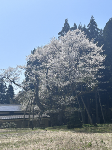 ’24 長井市内の桜開花情報（4月15日)