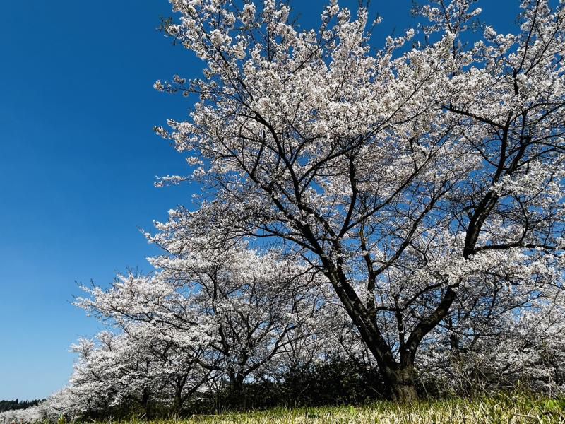 ’24 長井市内の桜開花情報（4月16日)