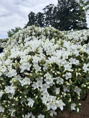 '24 白つつじ開花情報(5月7日)