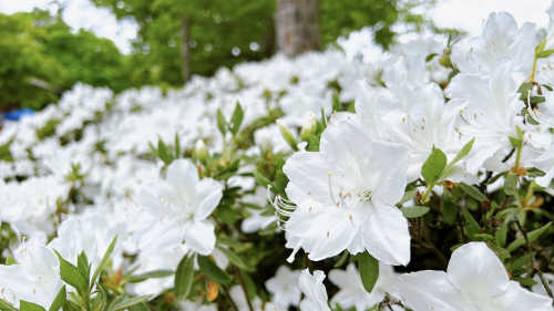 ’24　白つつじ開花情報(5月9日)