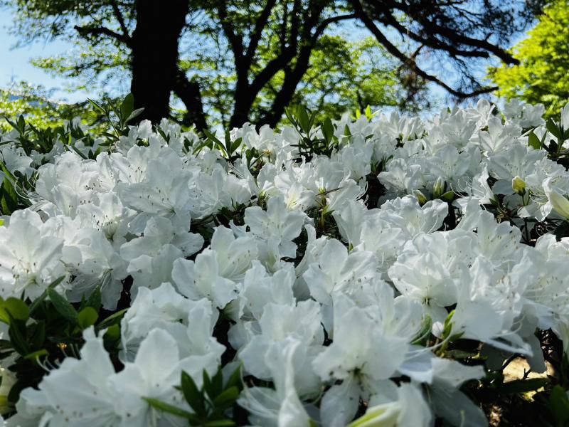 '24 白つつじ開花情報(5月10日)