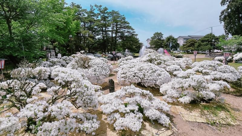 '24 白つつじ開花情報(5月15日)