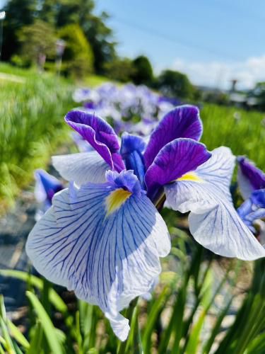 '24　あやめ開花情報(6月6日)