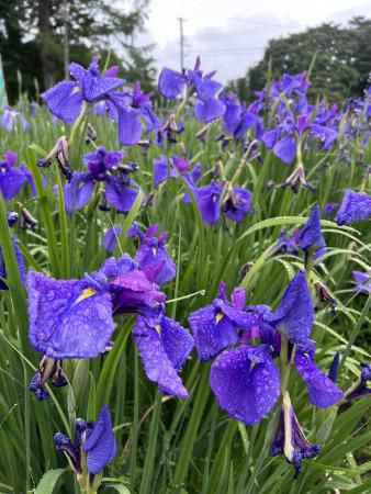 '24 あやめ開花情報(6月10日)