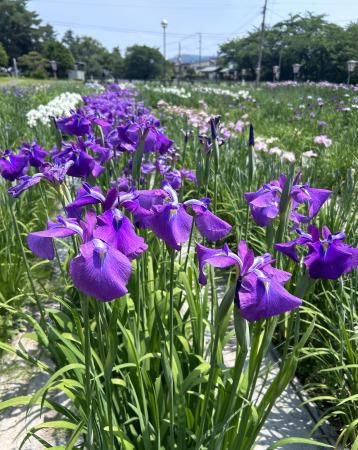 '24 あやめ開花情報(6月12日)