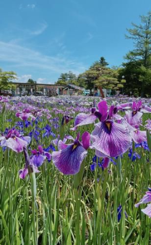 '24 あやめ開花情報(6月14日)