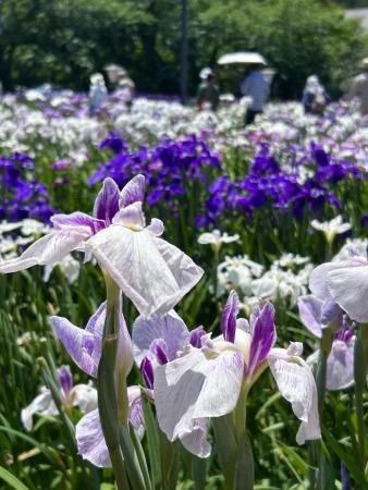 '24 あやめ開花情報(6月20日)