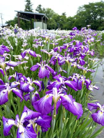 '24 あやめ開花情報(6月24日) 