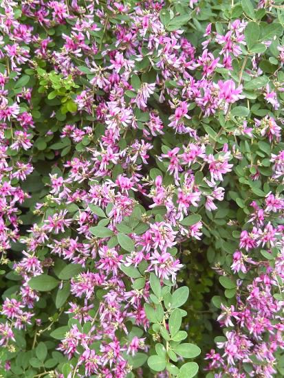 はぎの開花情報　(9月9日)