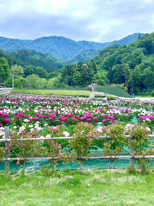 '25 ながいピオニーの森　開花情報(6月4日)