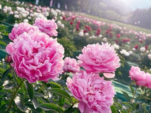'25 ながいピオニーの森　開花情報(6月9日)