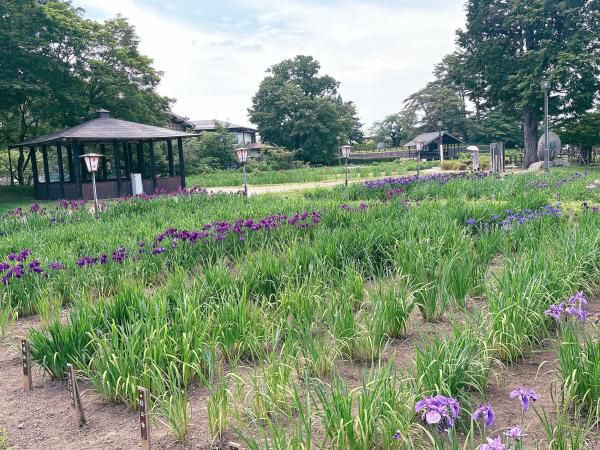 '25 あやめ開花情報(6月10日)