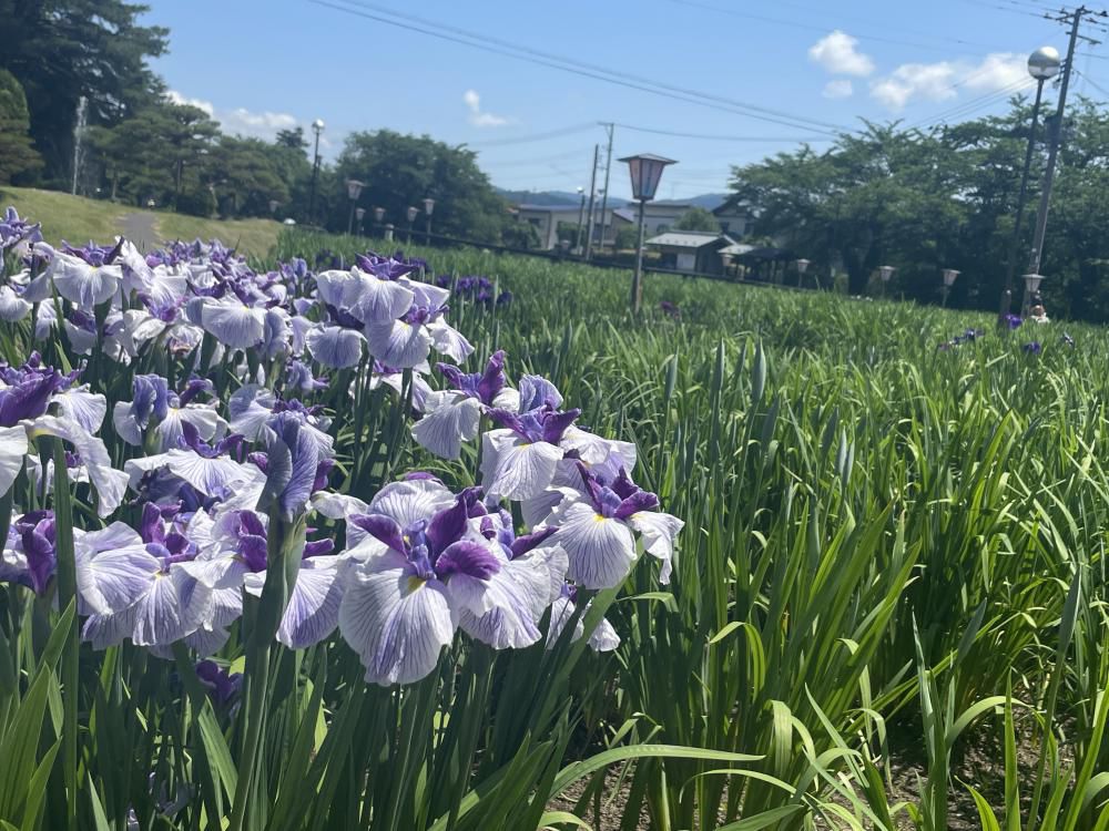 '25 あやめ開花情報(6月13日)