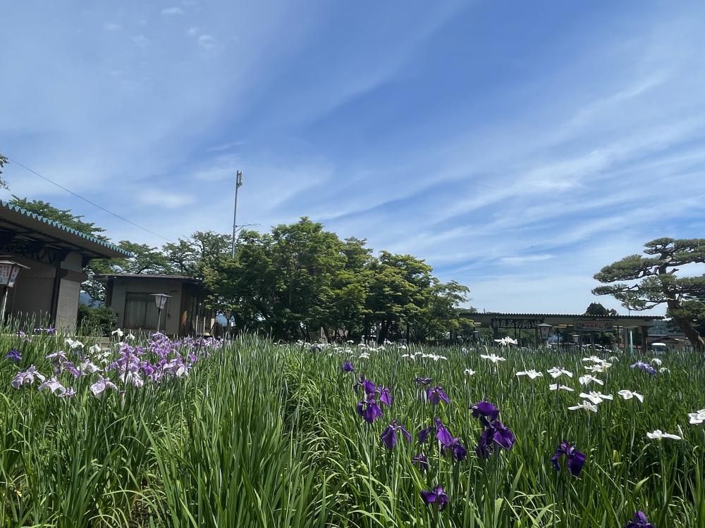 '25 あやめ開花情報(6月16日)