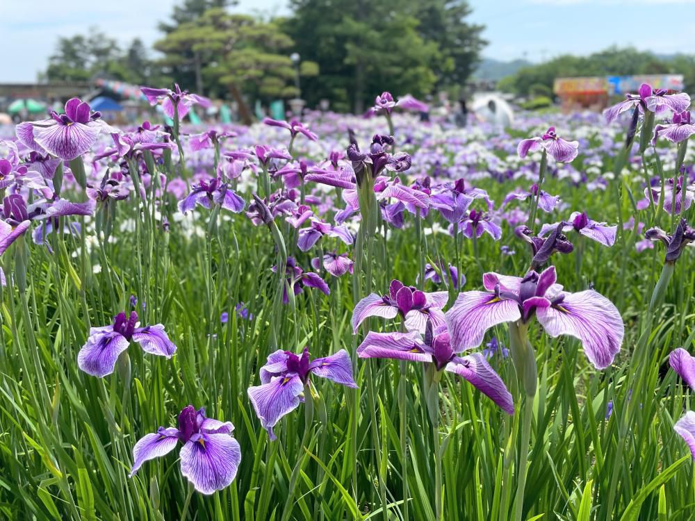 '25 あやめ開花情報(6月23日)