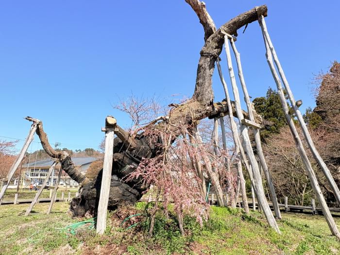 ’26 長井市内の桜開花情報（4月6日)