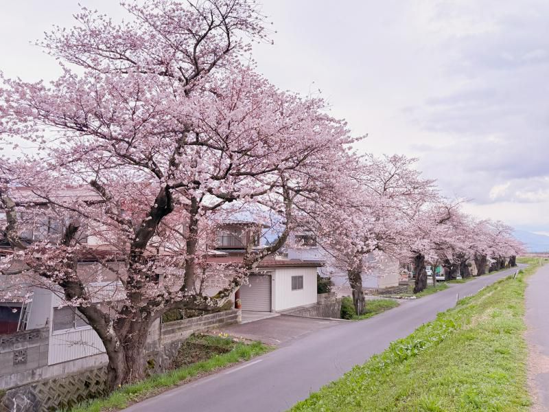 ’26 長井市内の桜開花情報（4月7日)