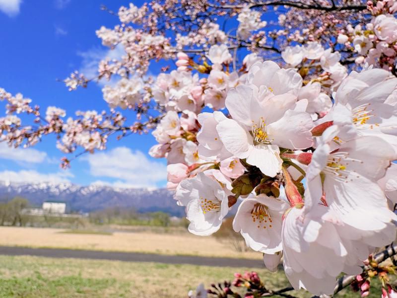 ’26 長井市内の桜開花情報（4月8日)