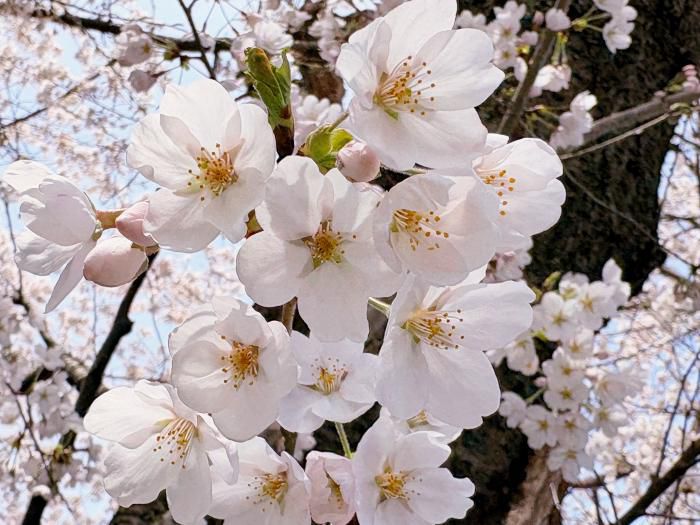 ’26 長井市内の桜開花情報（4月9日)