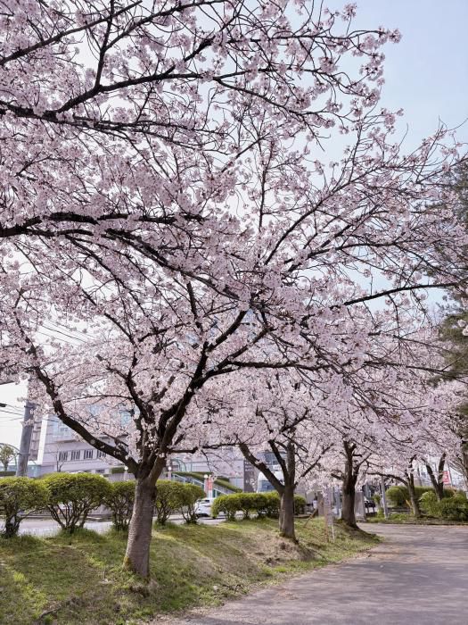 ’26 長井市内の桜開花情報（4月13日)