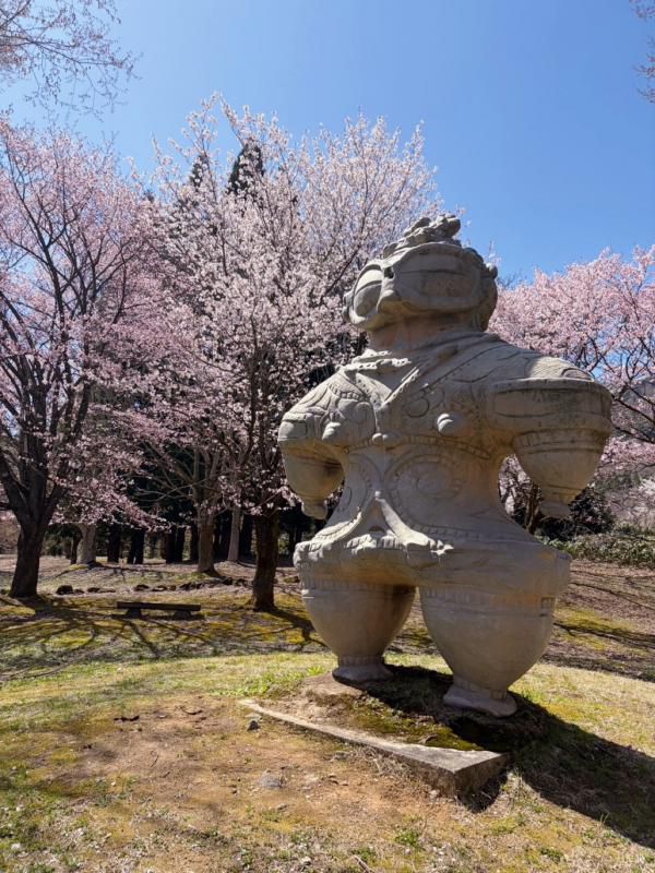 ’26 長井市内の桜開花情報（4月14日)