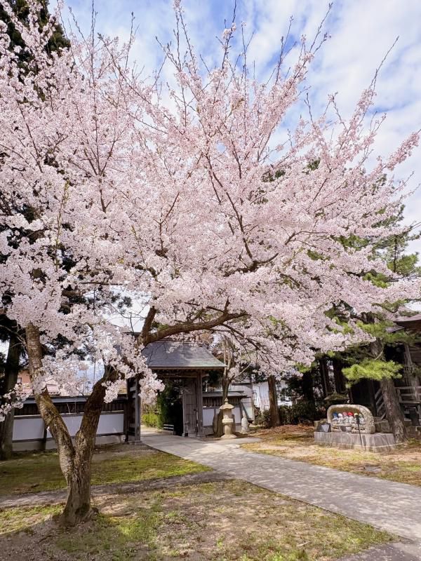 ’26 長井市内の桜開花情報（4月15日)