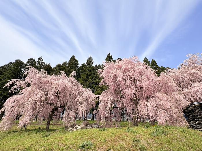 ’26 長井市内の桜開花情報（4月20日)
