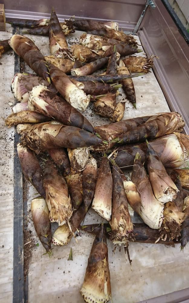 孟宗竹