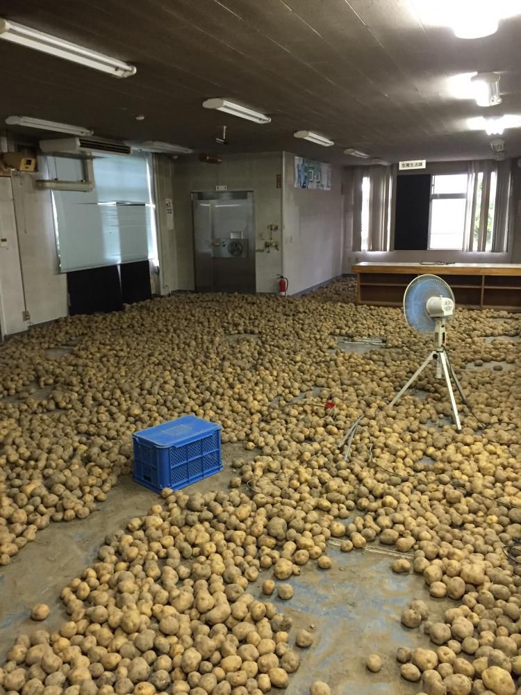 ジャガイモ出荷準備