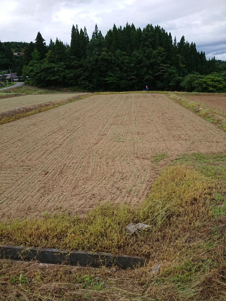 そば播種終了