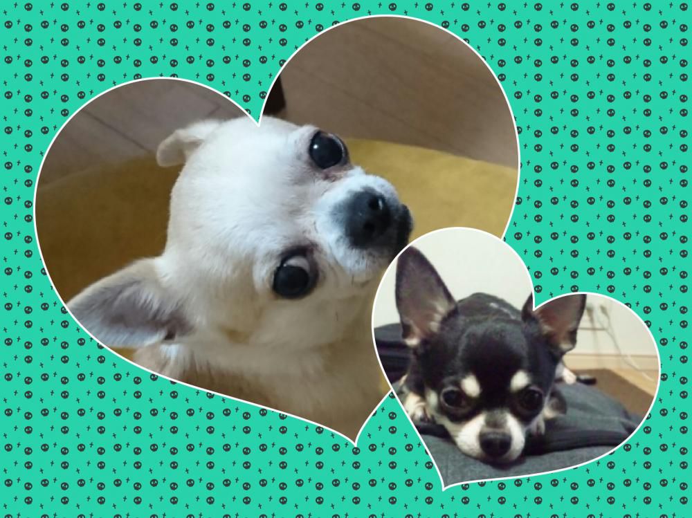 はな 🐶りく