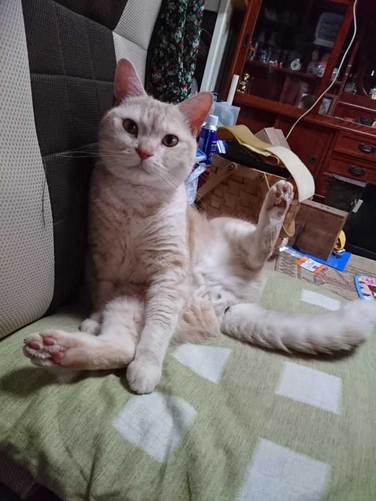 ちょっとだけよ。 