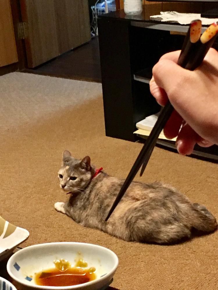 さしみねこ