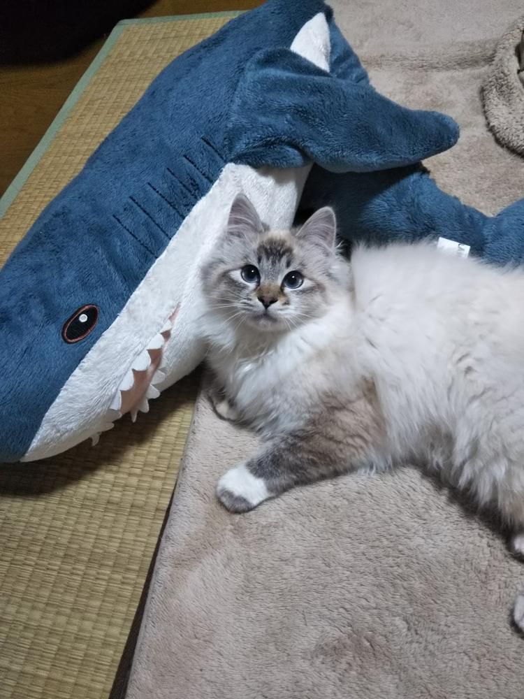 サメと一緒に