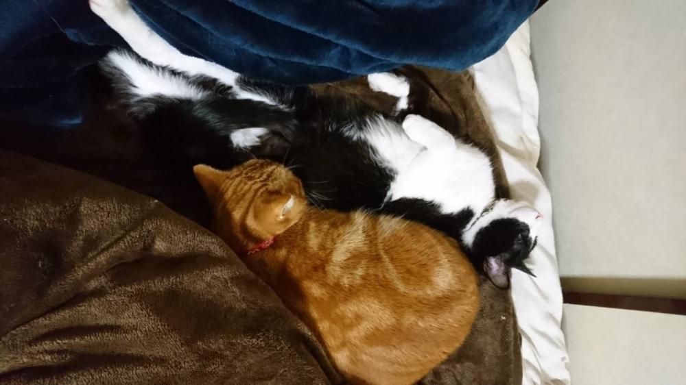 なかよし