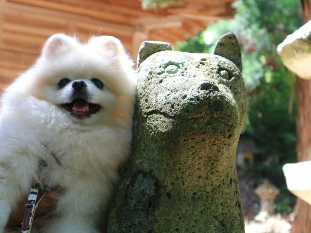 犬の宮の狛犬さんと