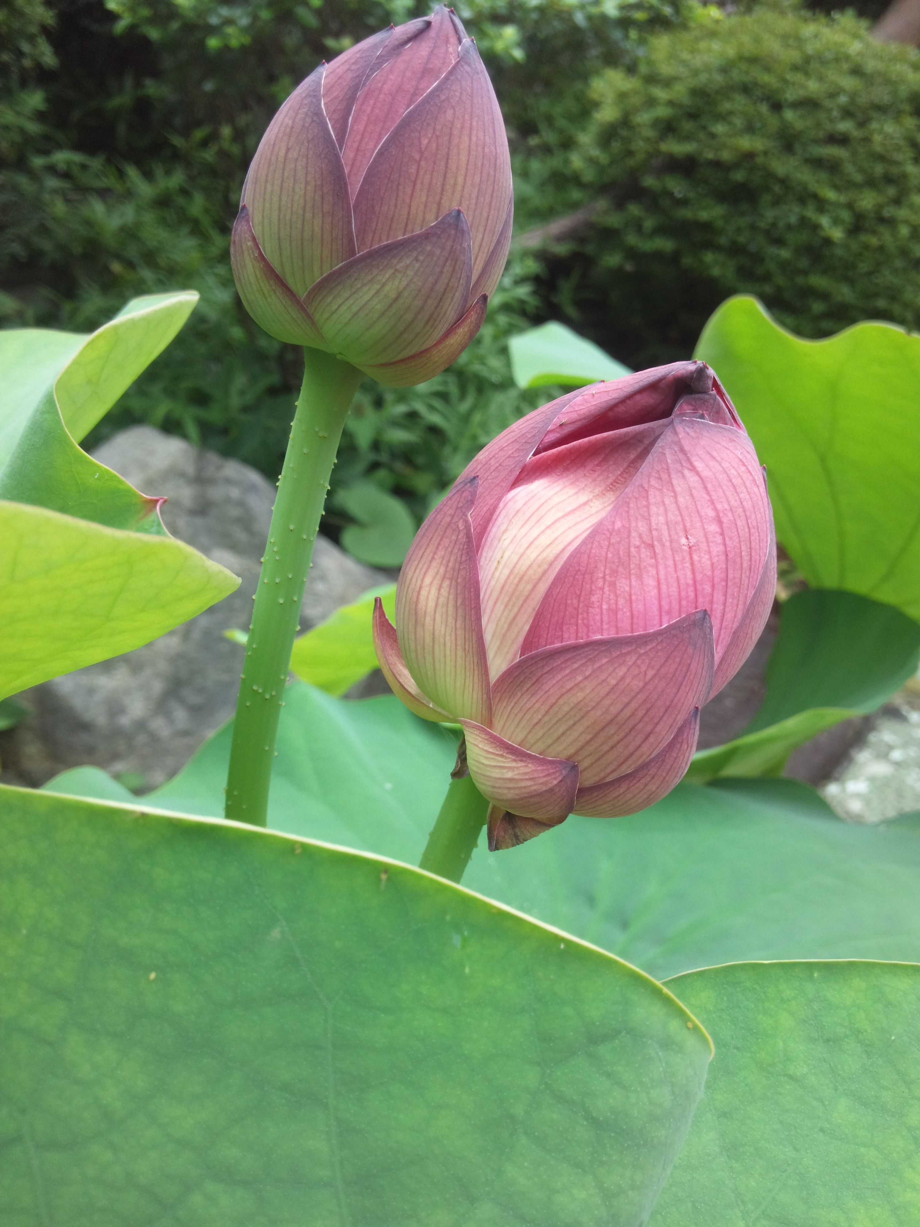 蓮の花