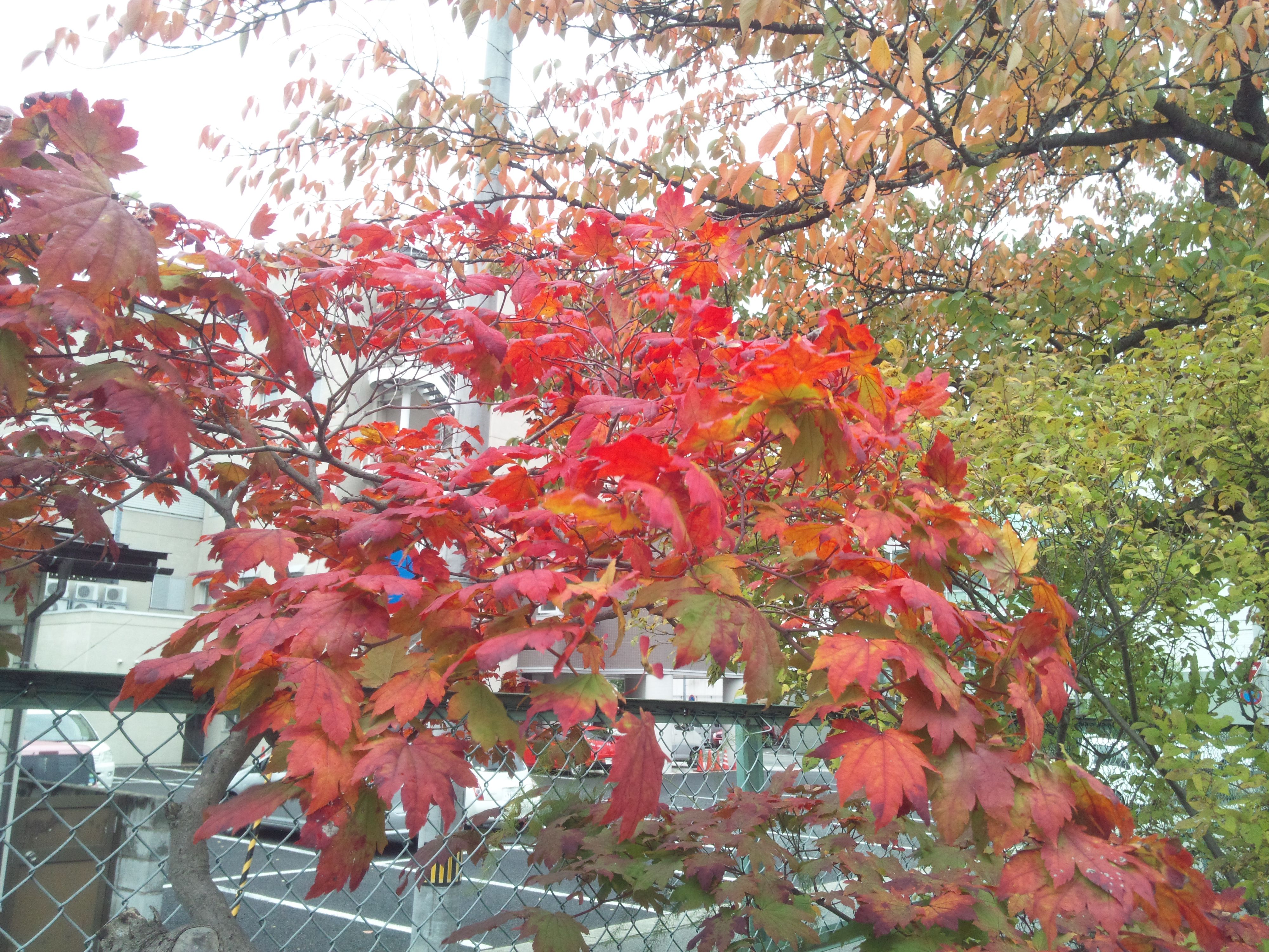 今日は寒いです・・・