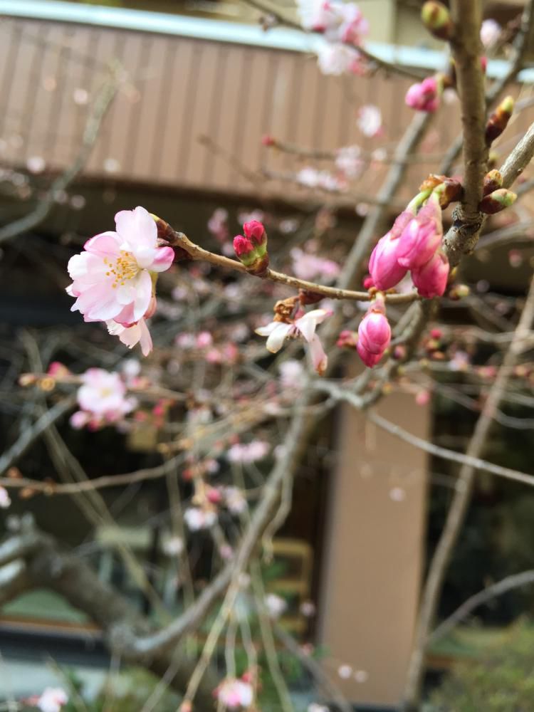 咲き始めました☆