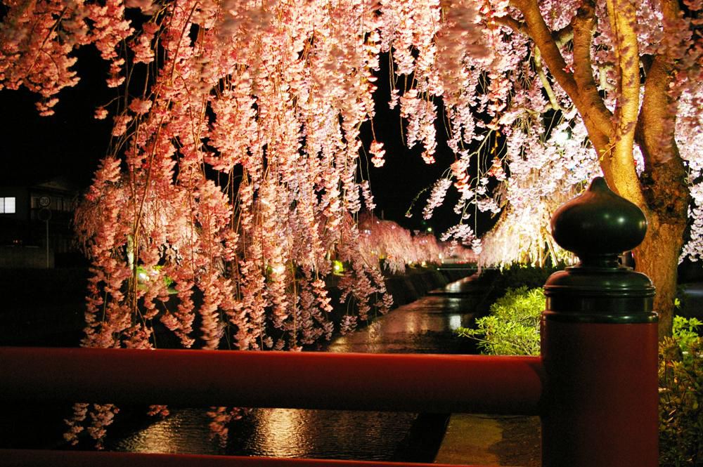天童温泉しだれ桜ライトアップ開催中
