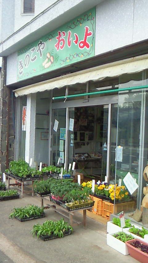 ○秋はマツタケ・春は山菜！の巻！＾＾