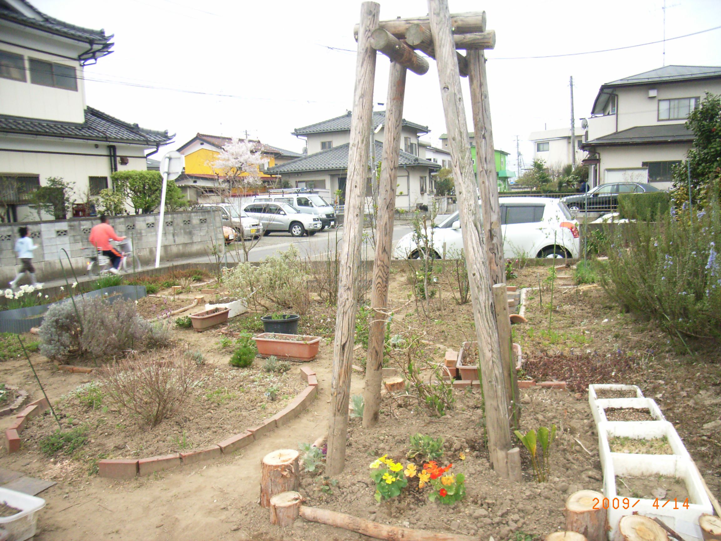 ユーカリの木のその後・・・