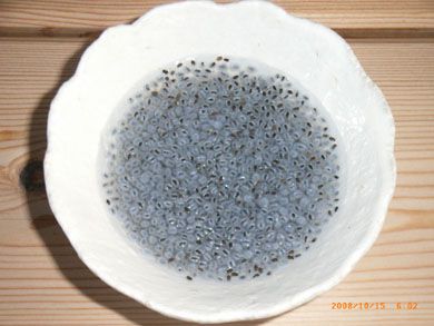 これは一体何？カエルの卵？アケビの種？