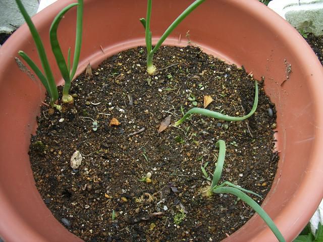 出た出た・・エコの芽（？）