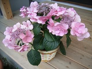 ピンクの紫陽花をいただいたので・・・